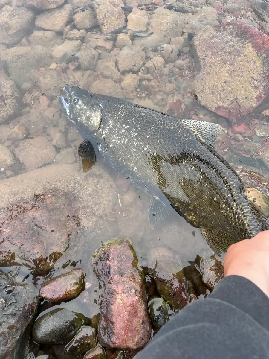 st marys rapids