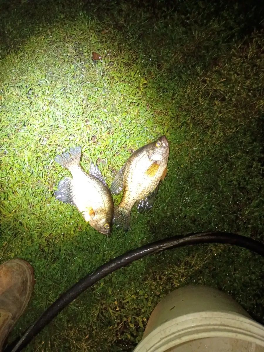 Crappie