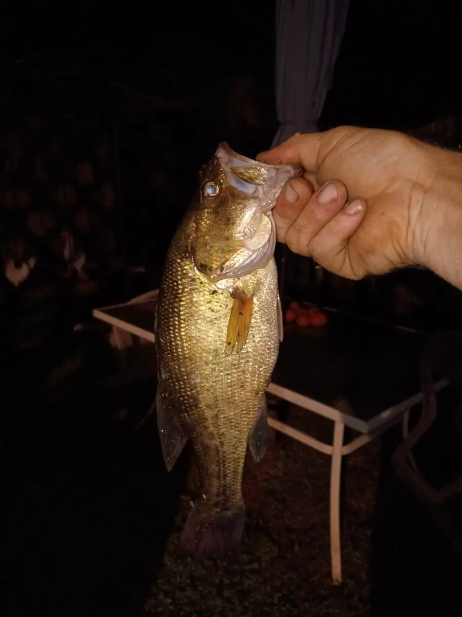 Lmb