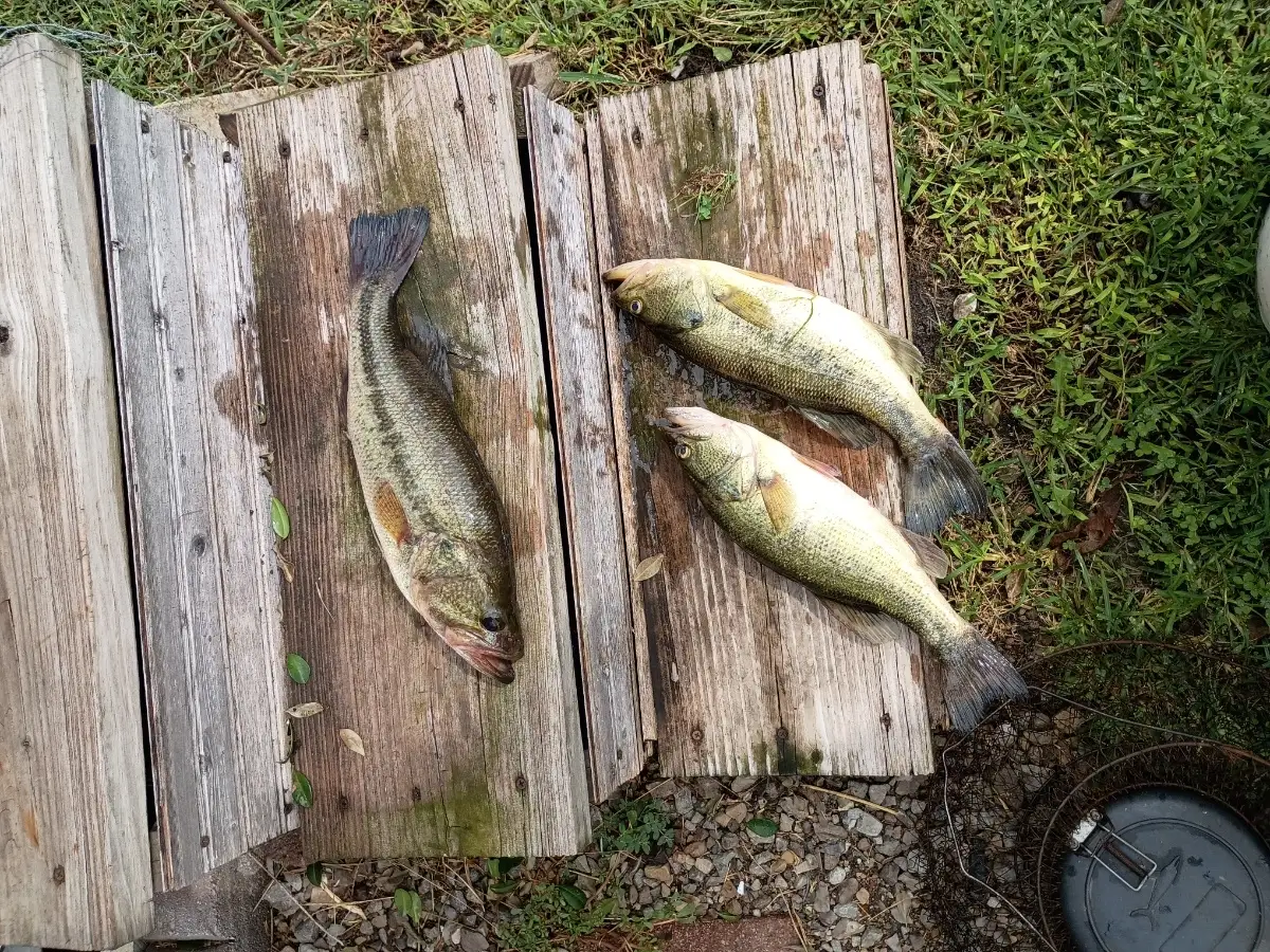 Lmb