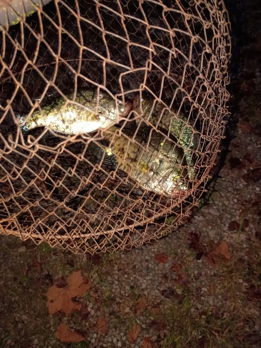 Crappie