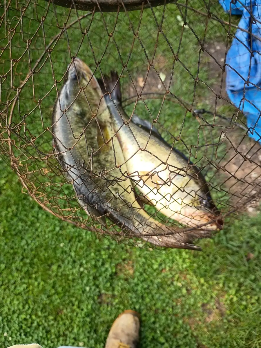 Lmb