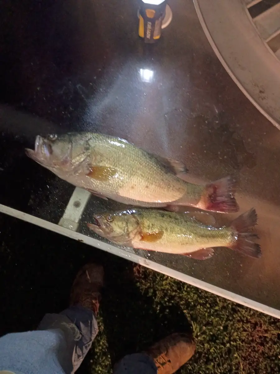 Lmb