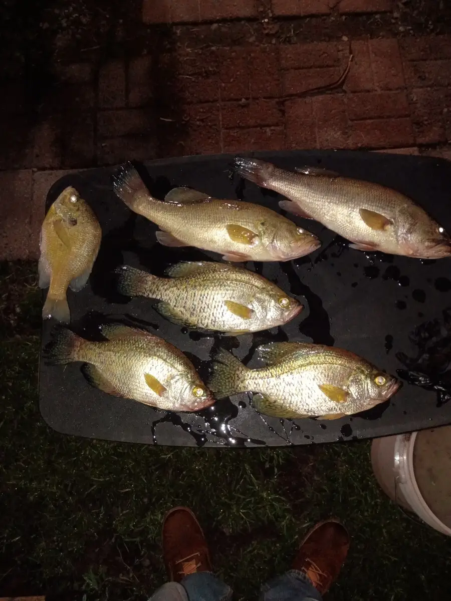 Crappie,lmb, and bluegill