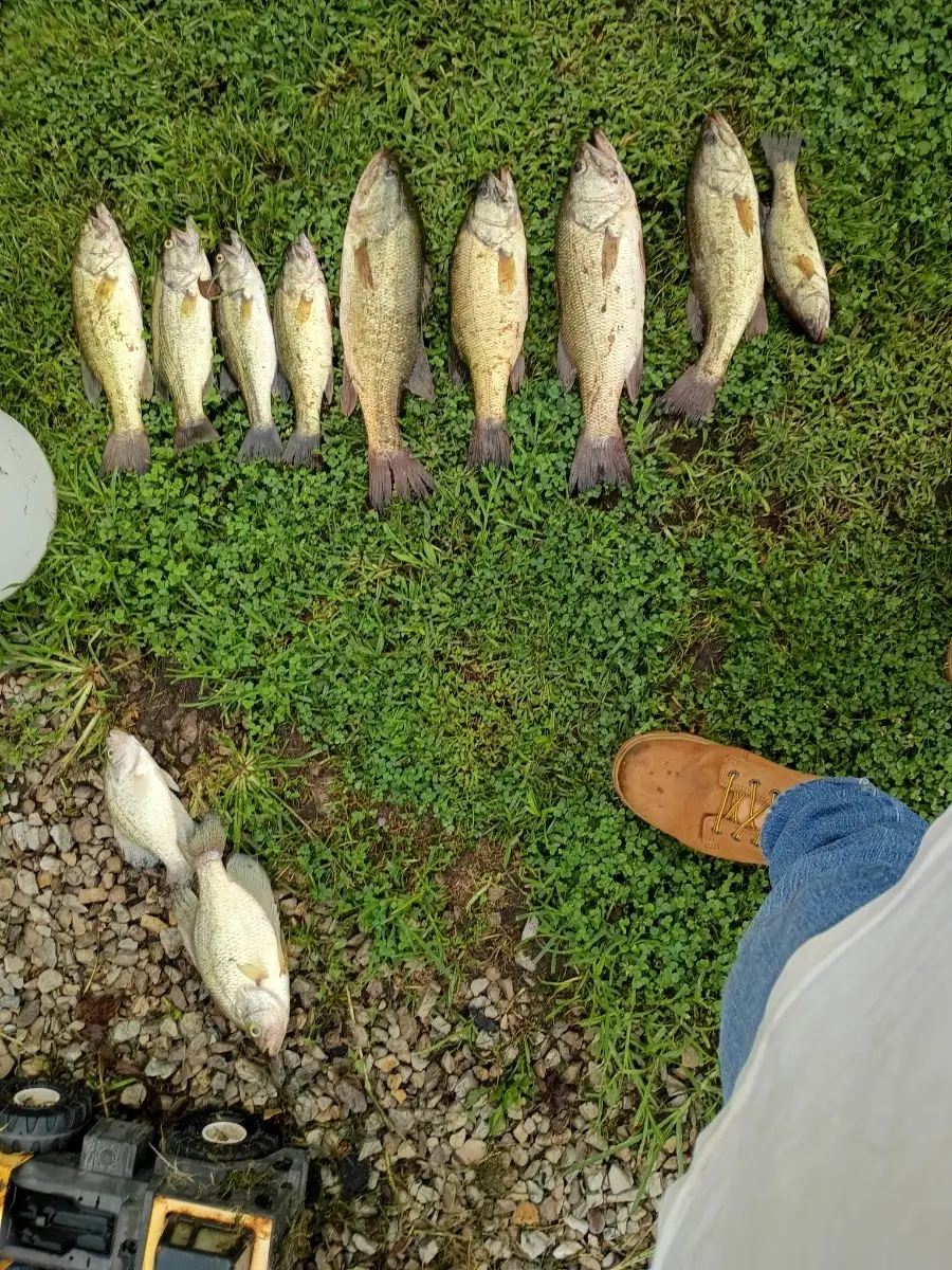 Lmb and crappie