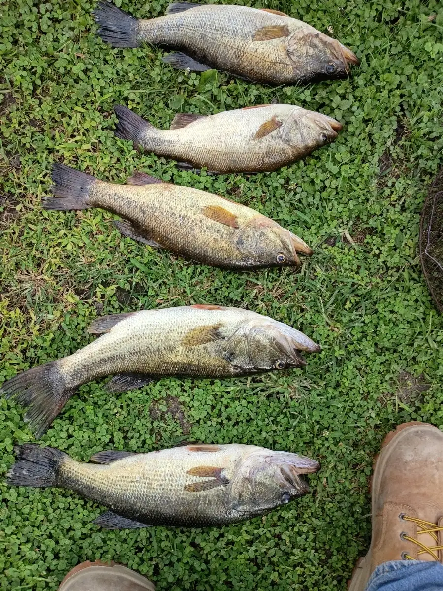 Lmb