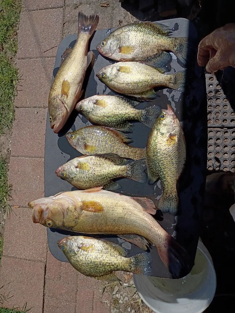 Lmb and crappie
