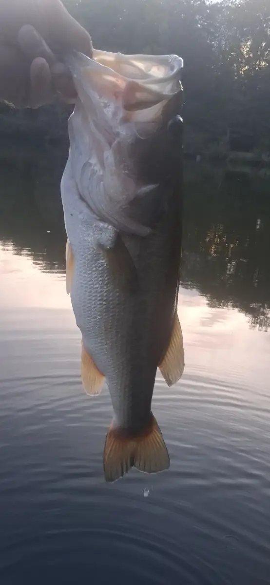 Lm bass