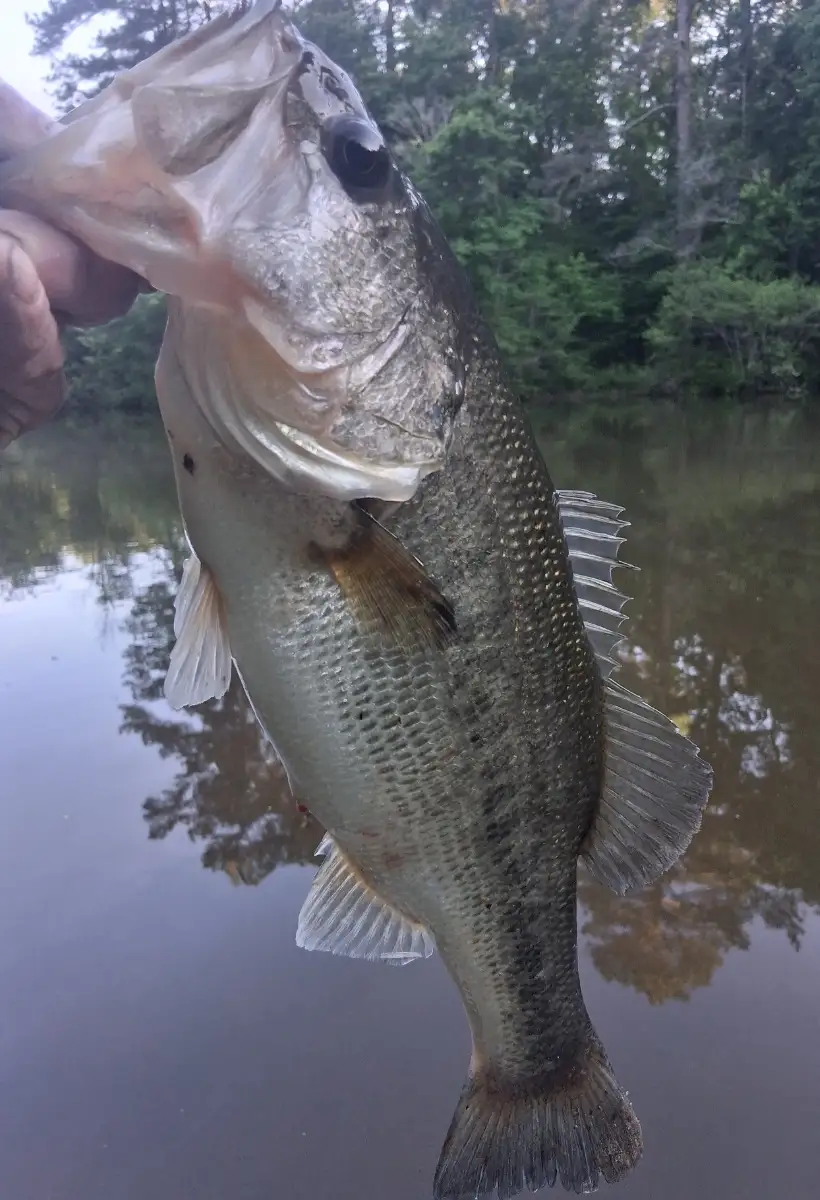 Lm bass