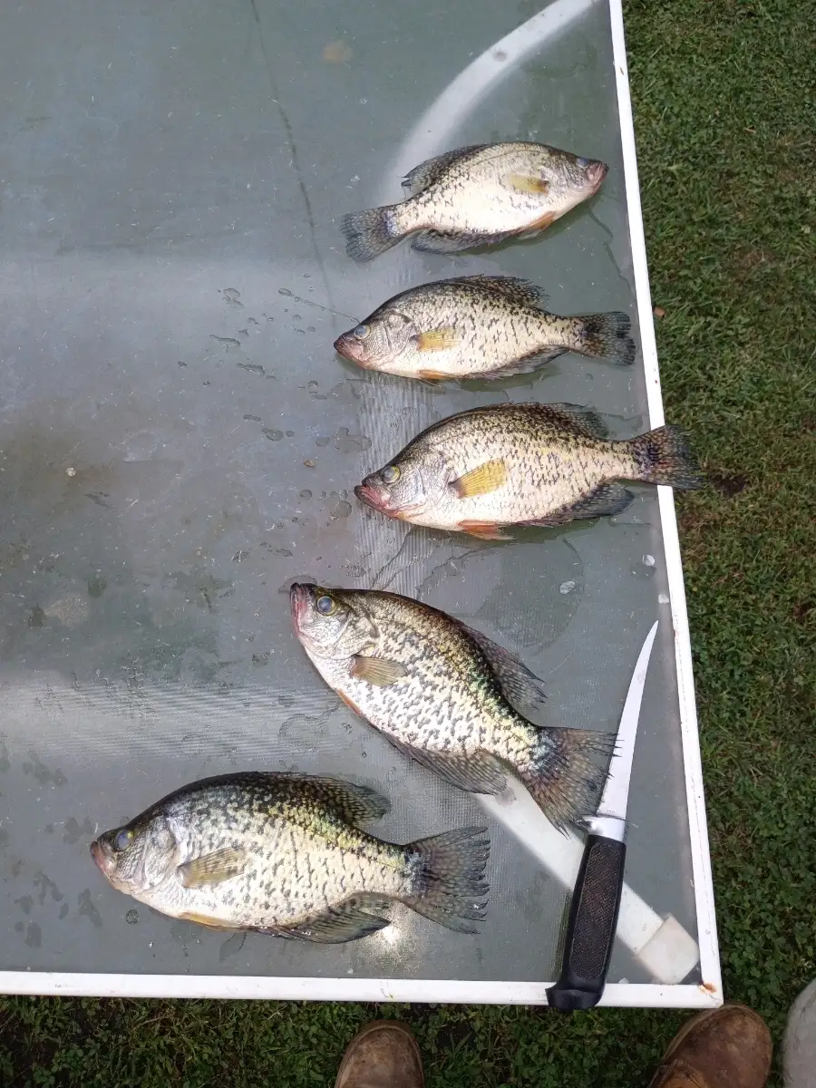Crappie