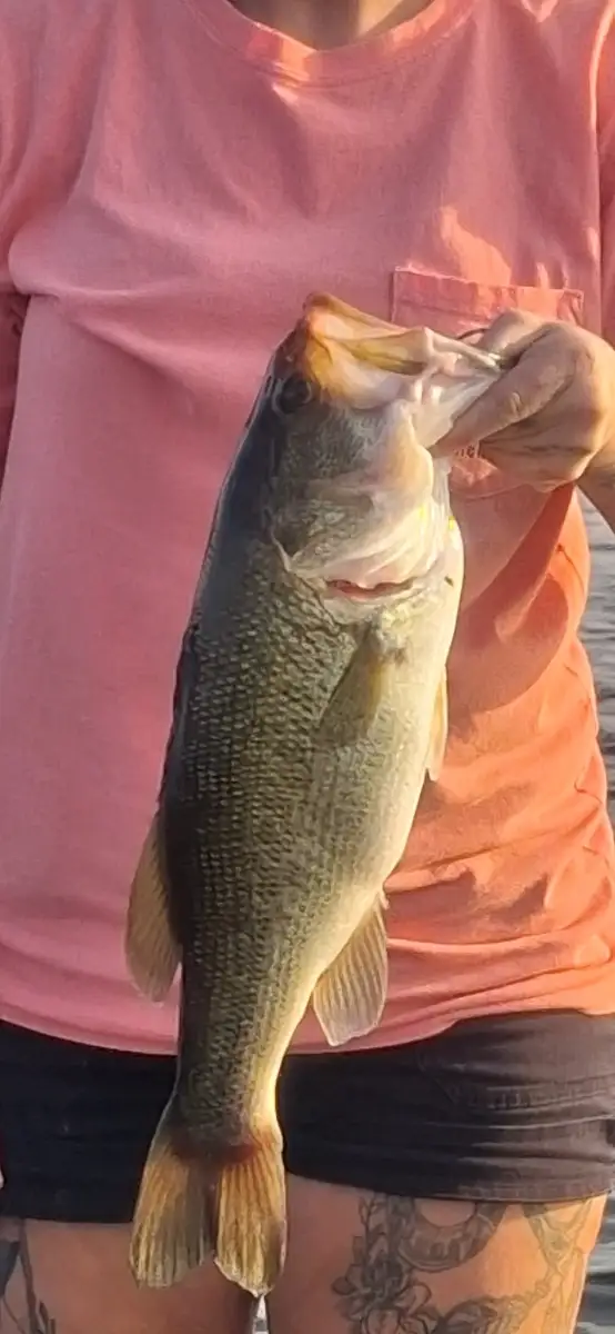 Largemouth Bass