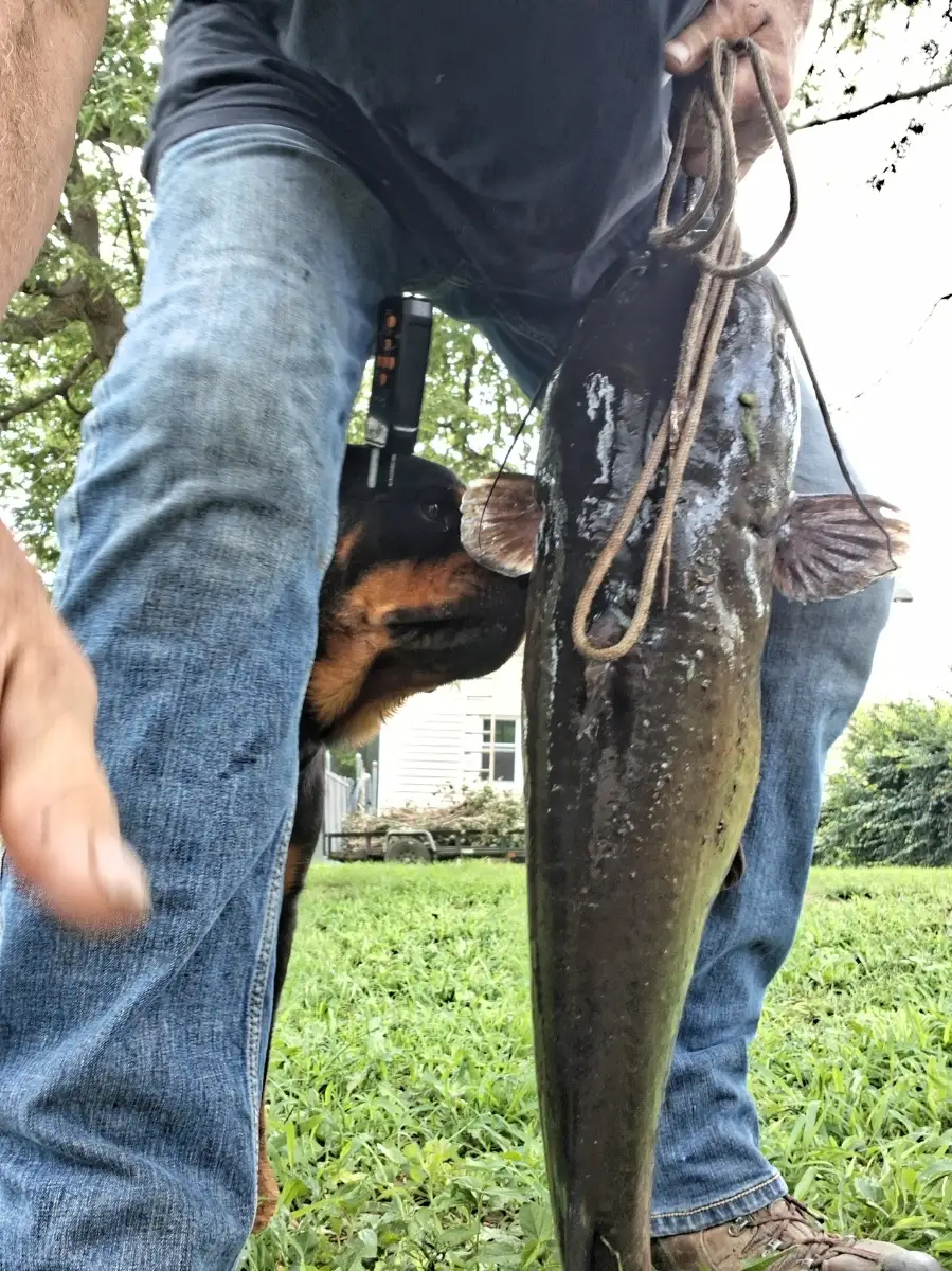 17lb. Channel cat
