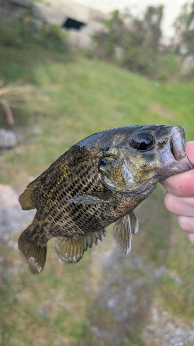 A little Rock Bass