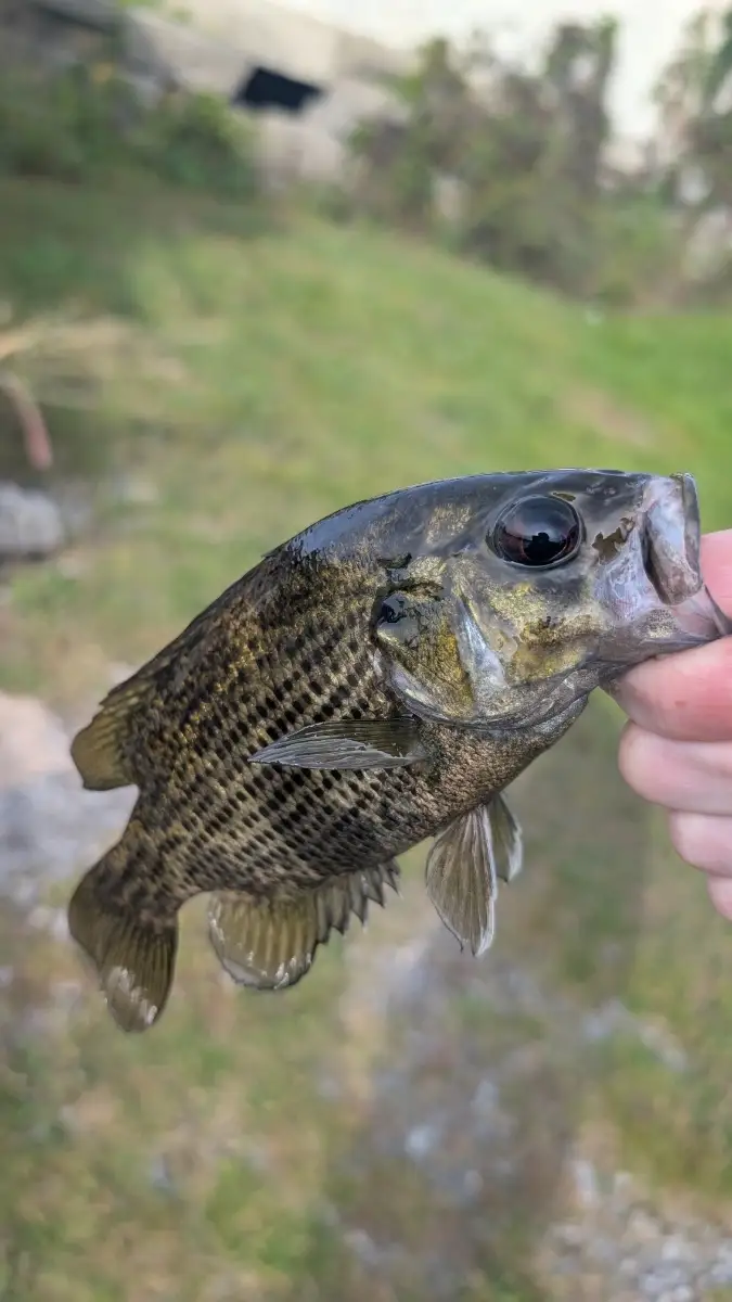 A little Rock Bass