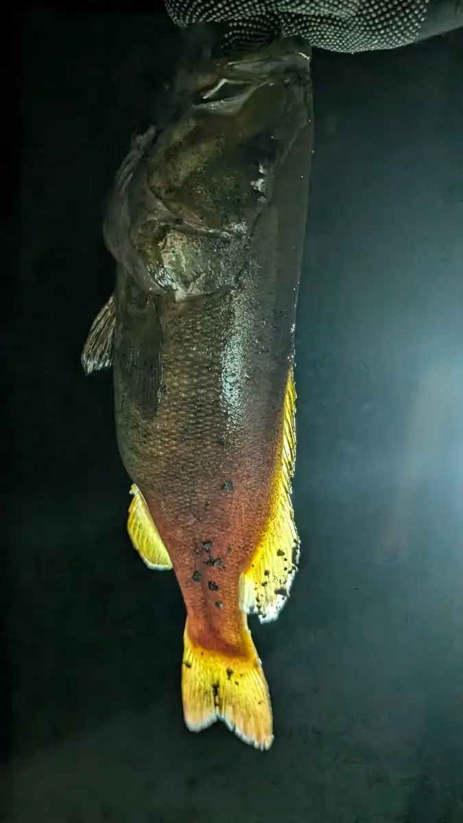 A 17in 2.79 lb Slob Smallie