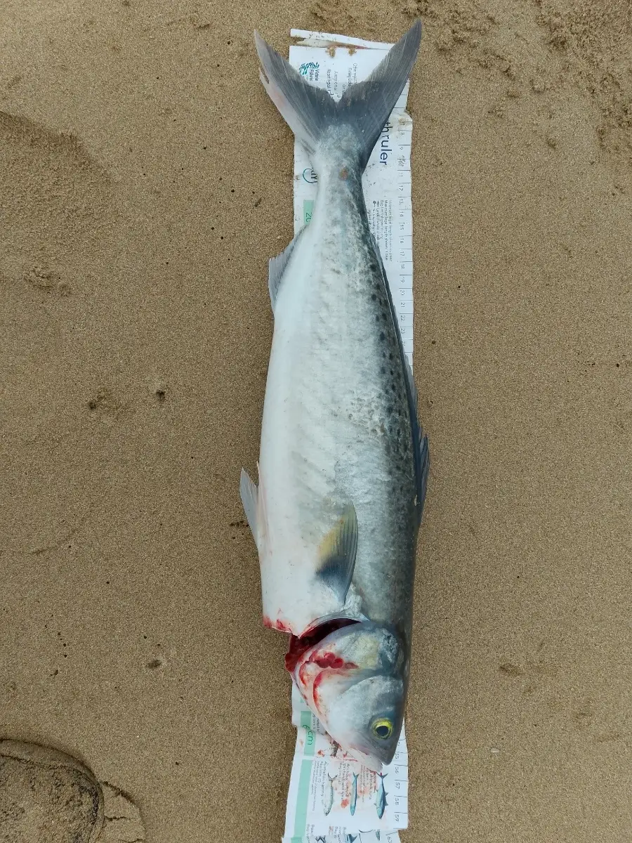 Australian Salmon