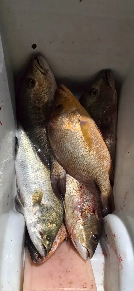 I got  MJ, snapper, and seabass
