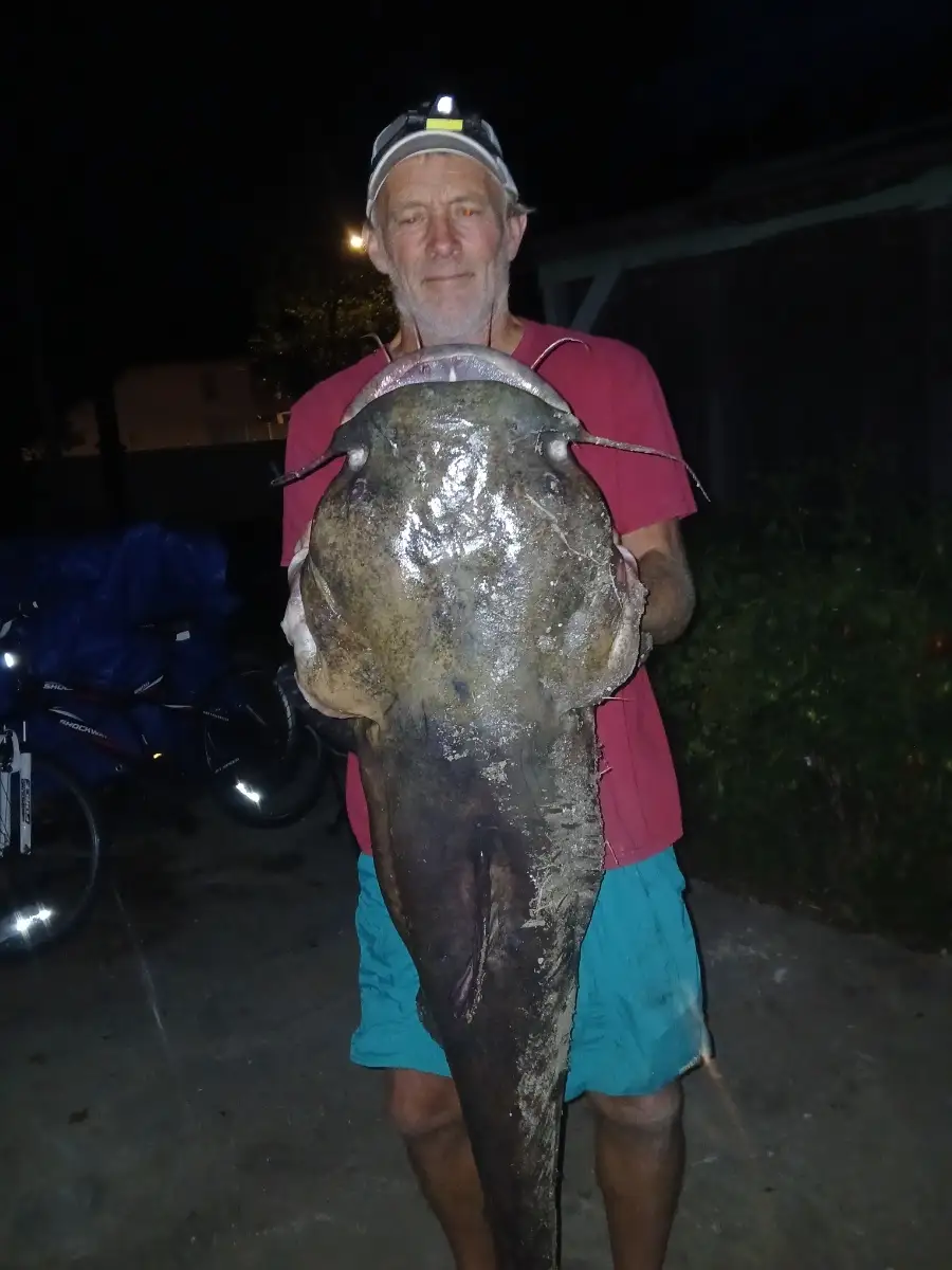 Flathead catfish