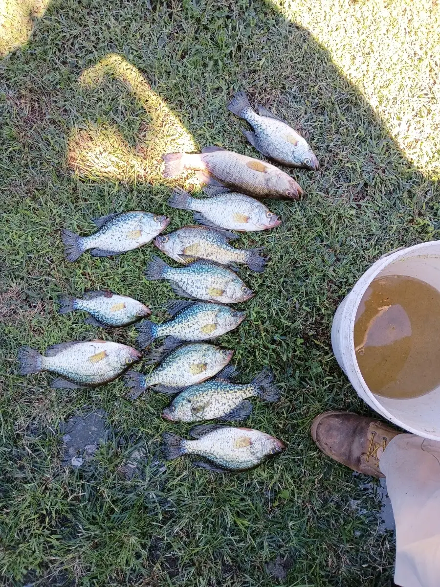 Crappie and lmb