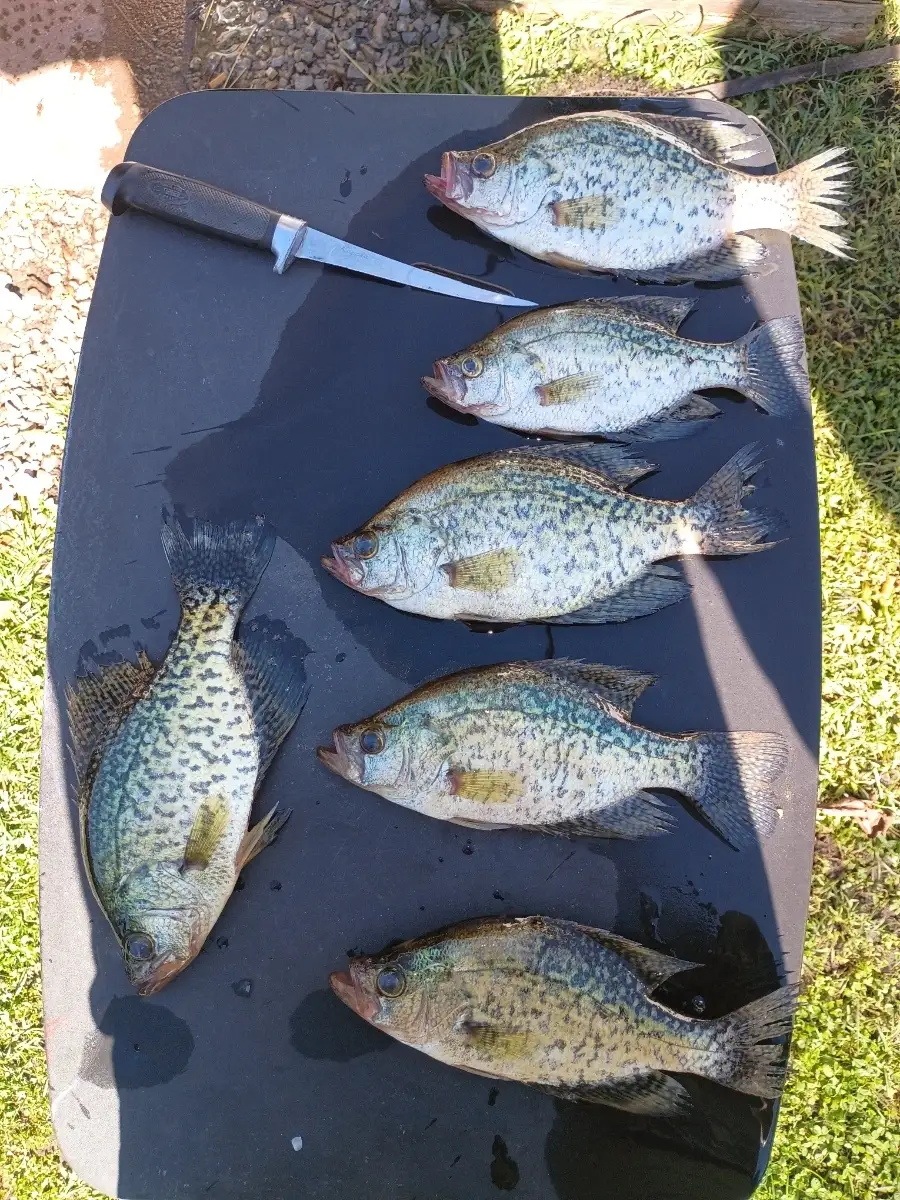 Crappie