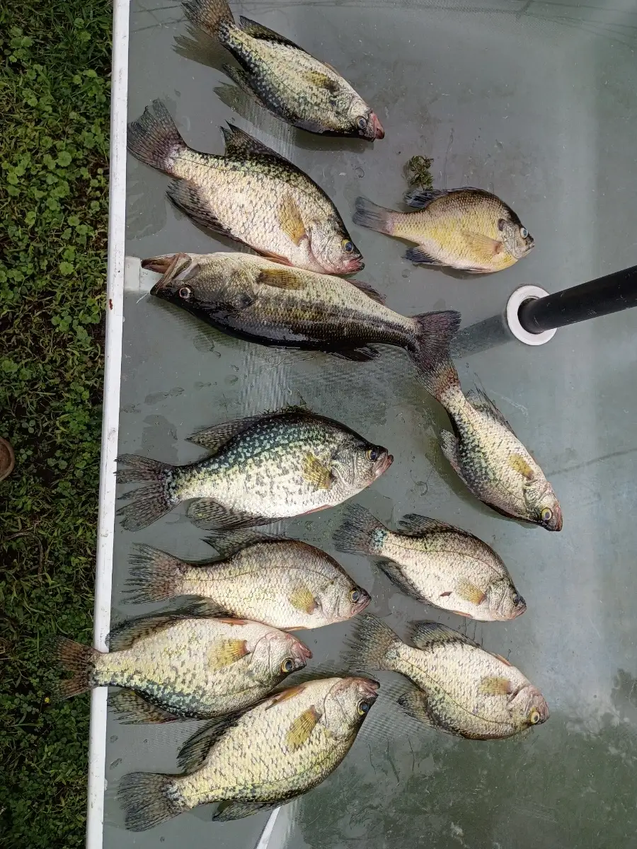 Crappie and lmb