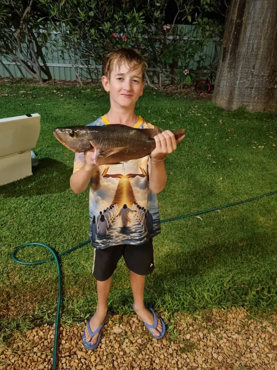 42cm Mangrove Jack