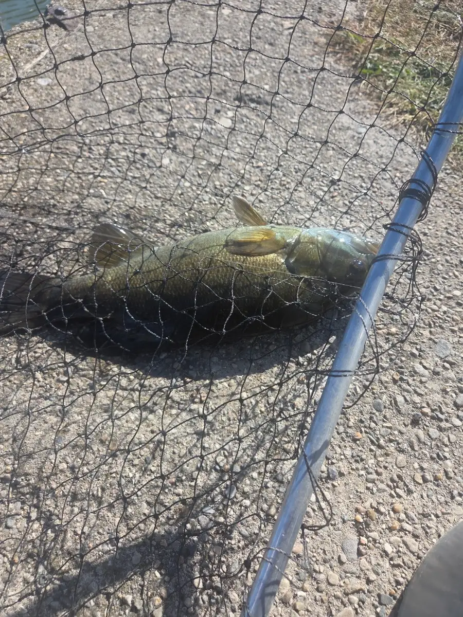 Smallmouth Bass