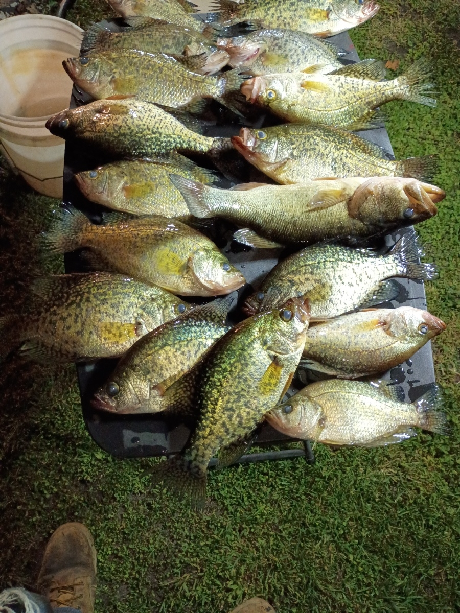 Crappie and 1 bass