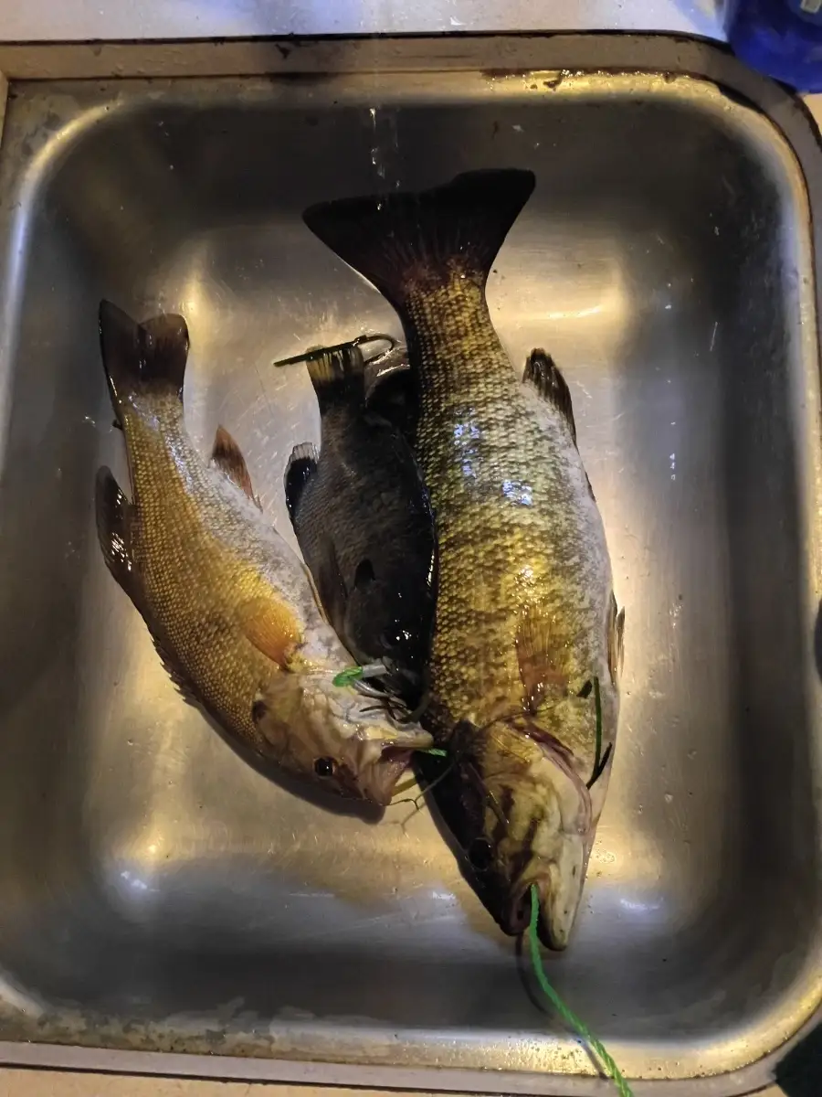 2 bass and a blue gill