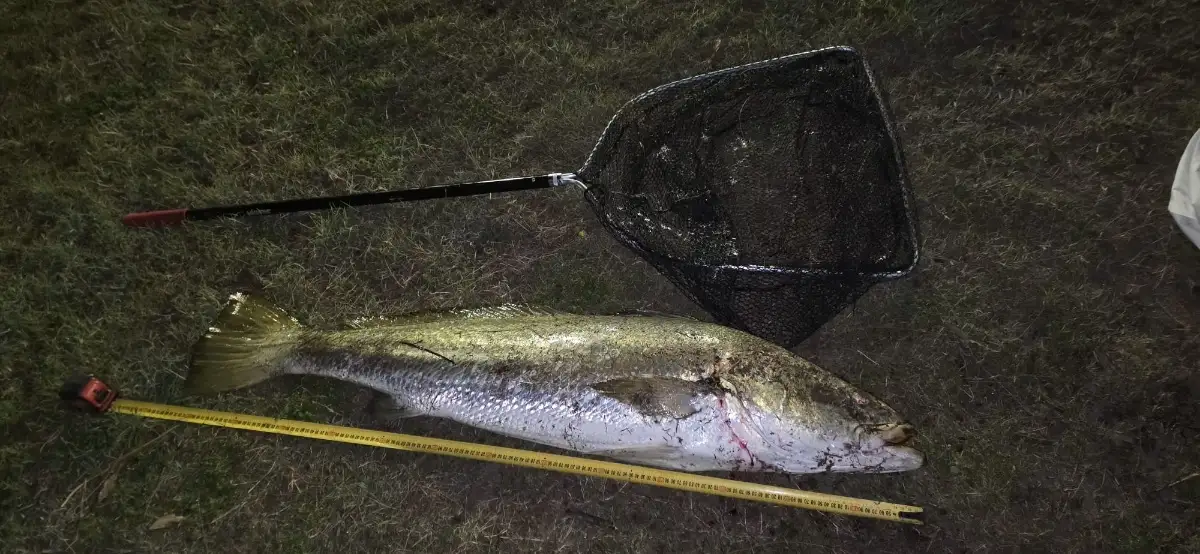 Mulloway