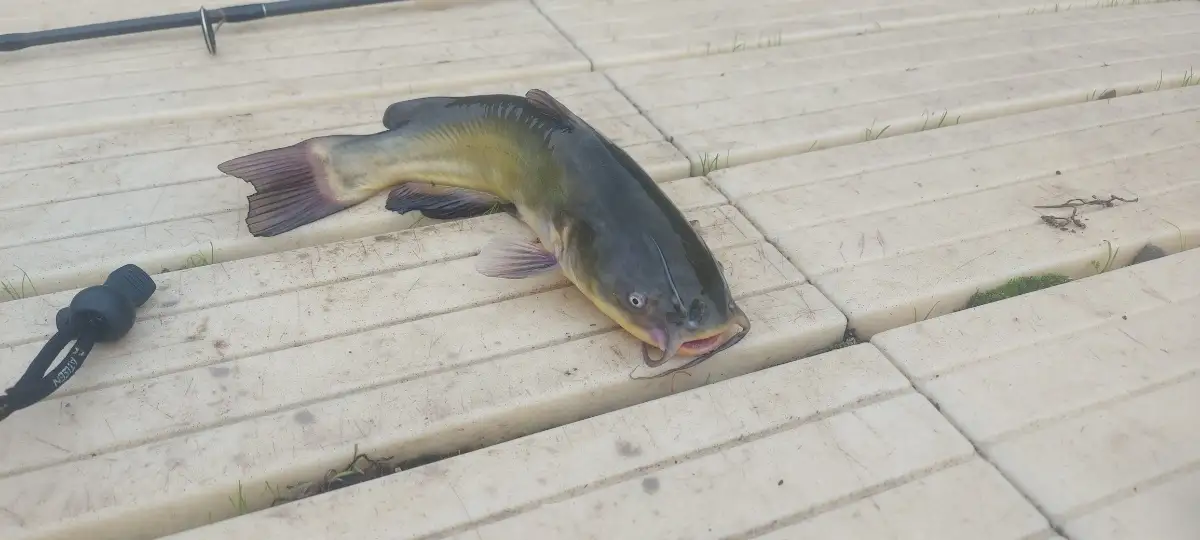 Brown bullhead catfish @ lac du belle Isle, chateauroux, france
