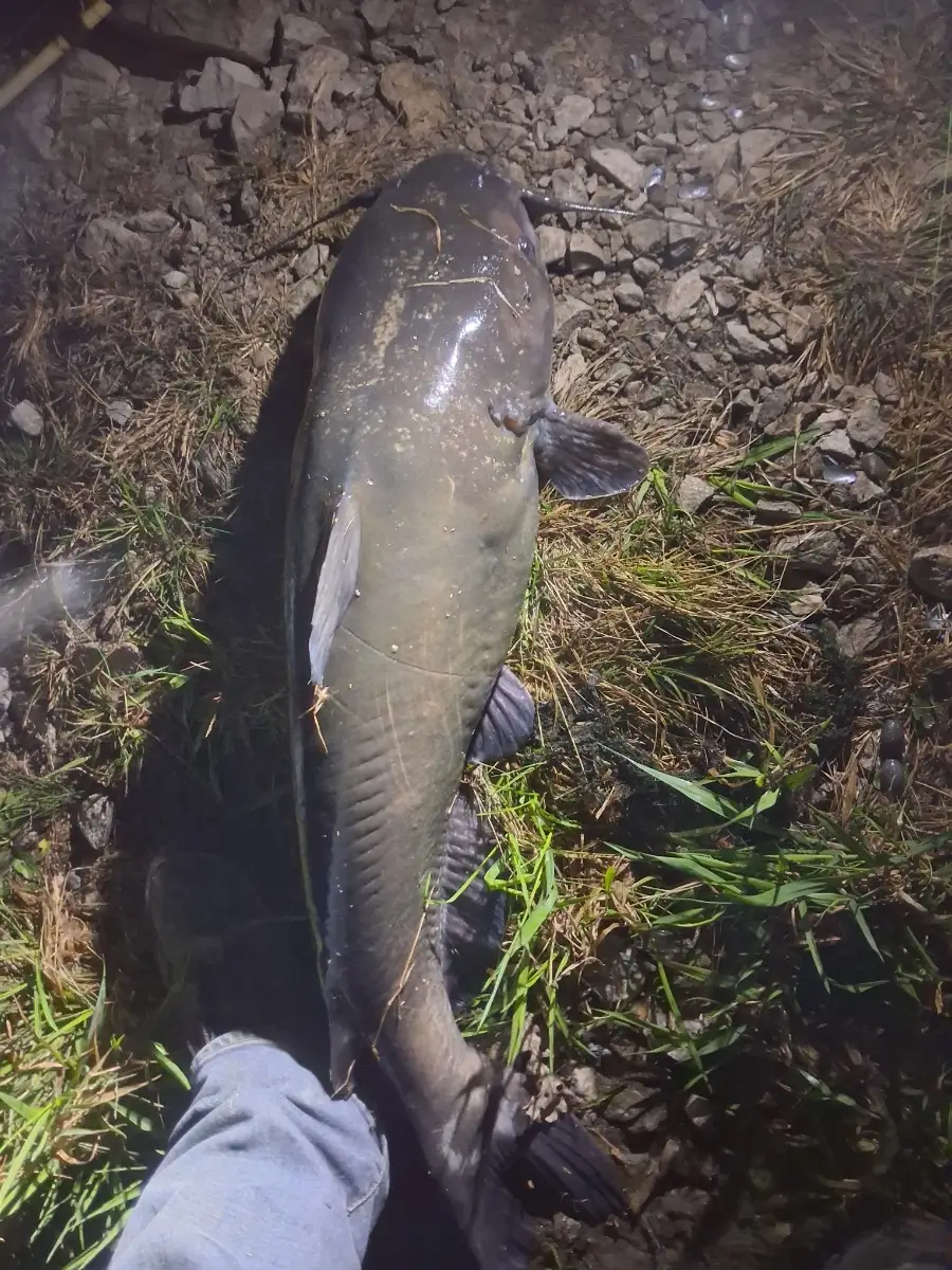 19.5 channel cat