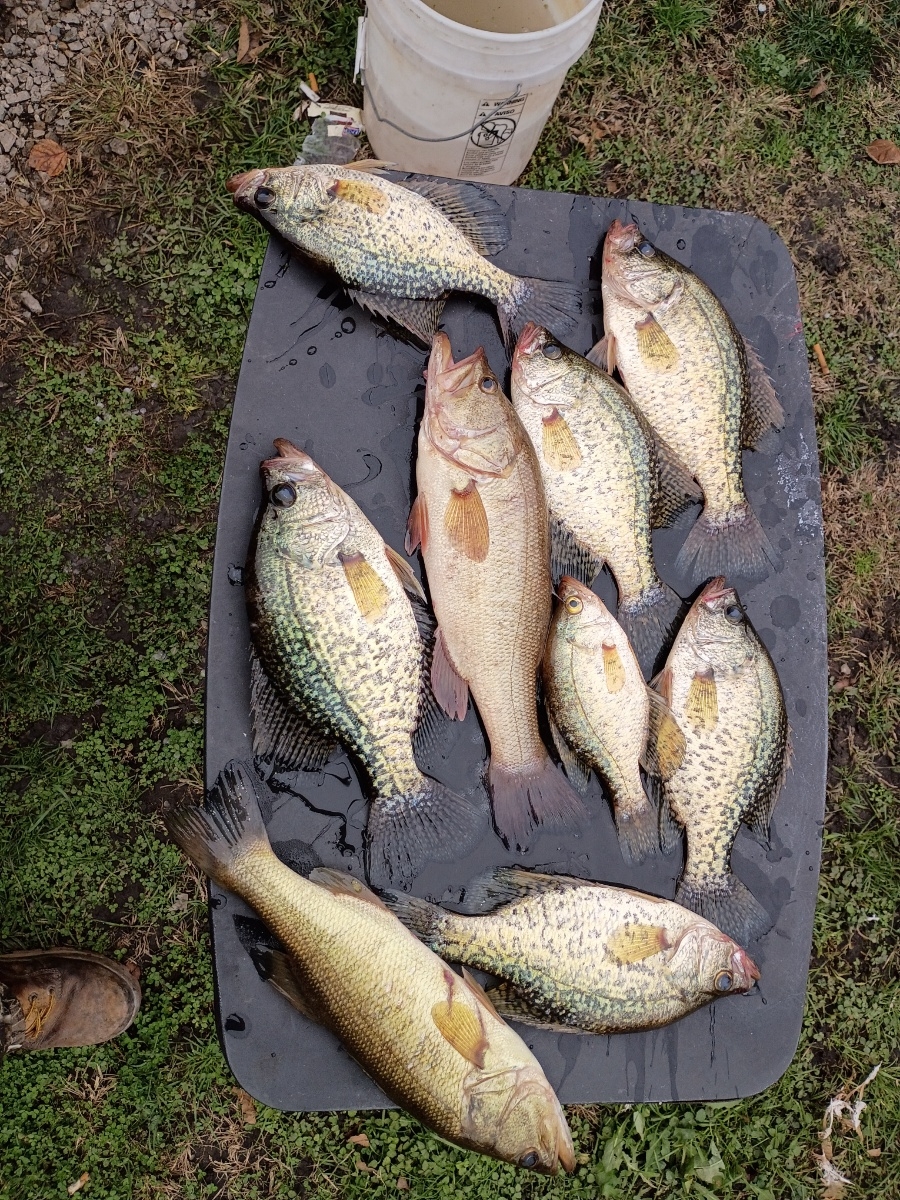 Lmb and crappie