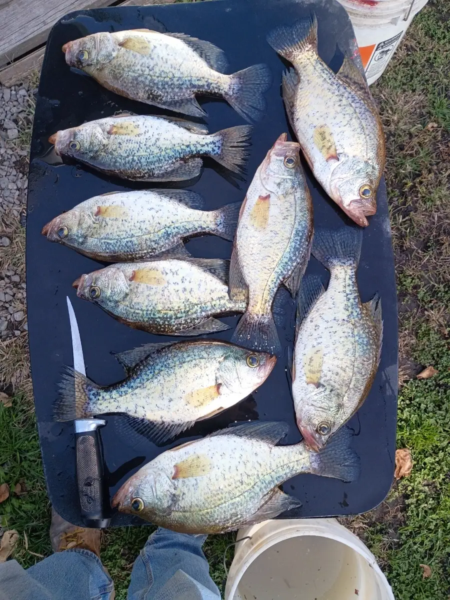 Crappie