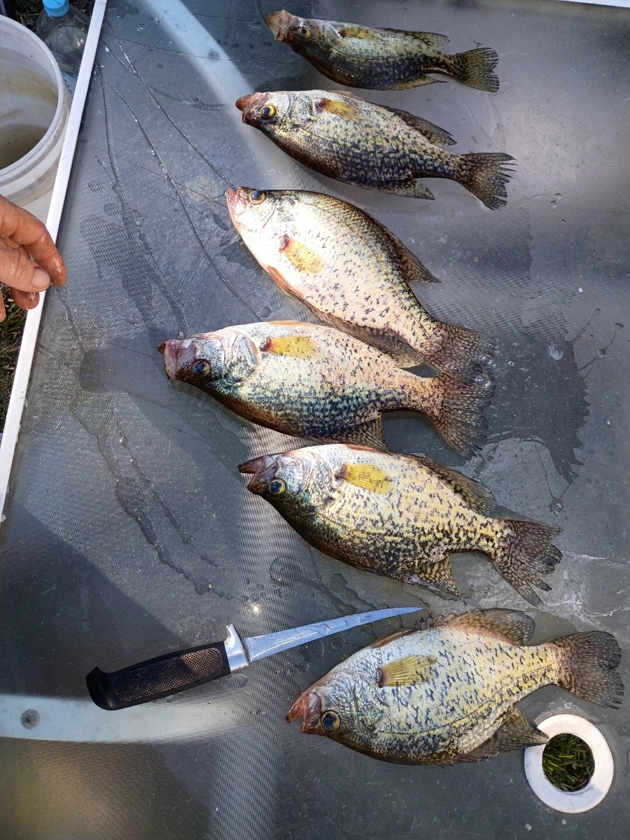 Crappie