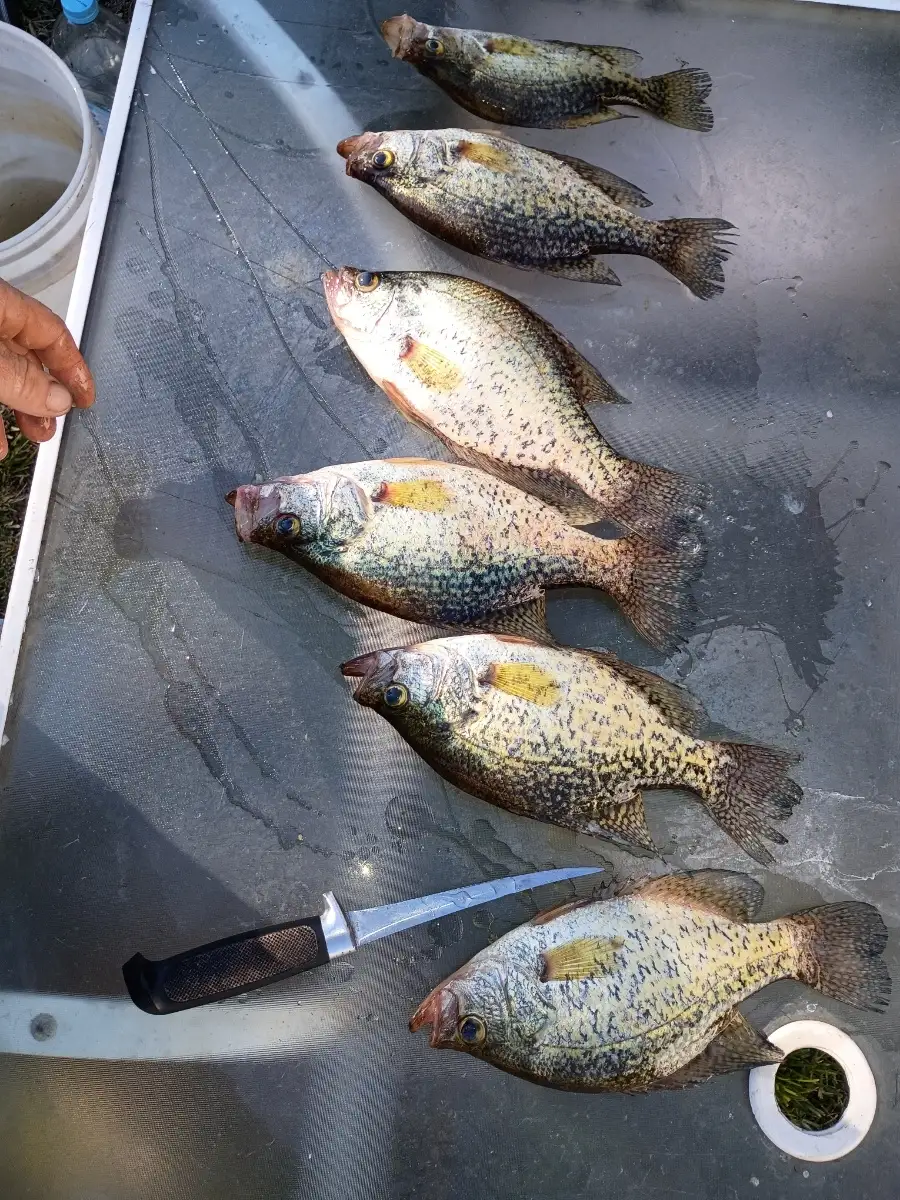 Crappie