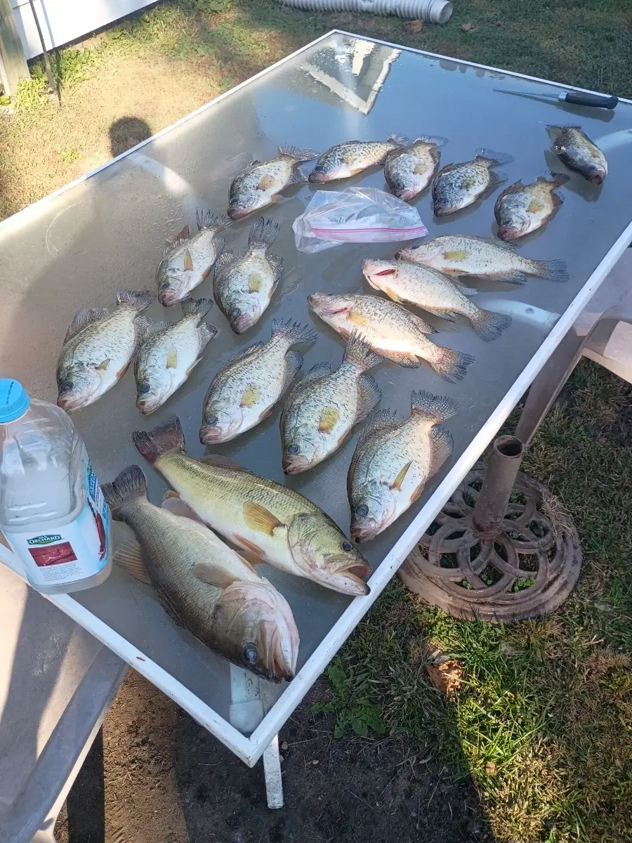 Lmb and crappie