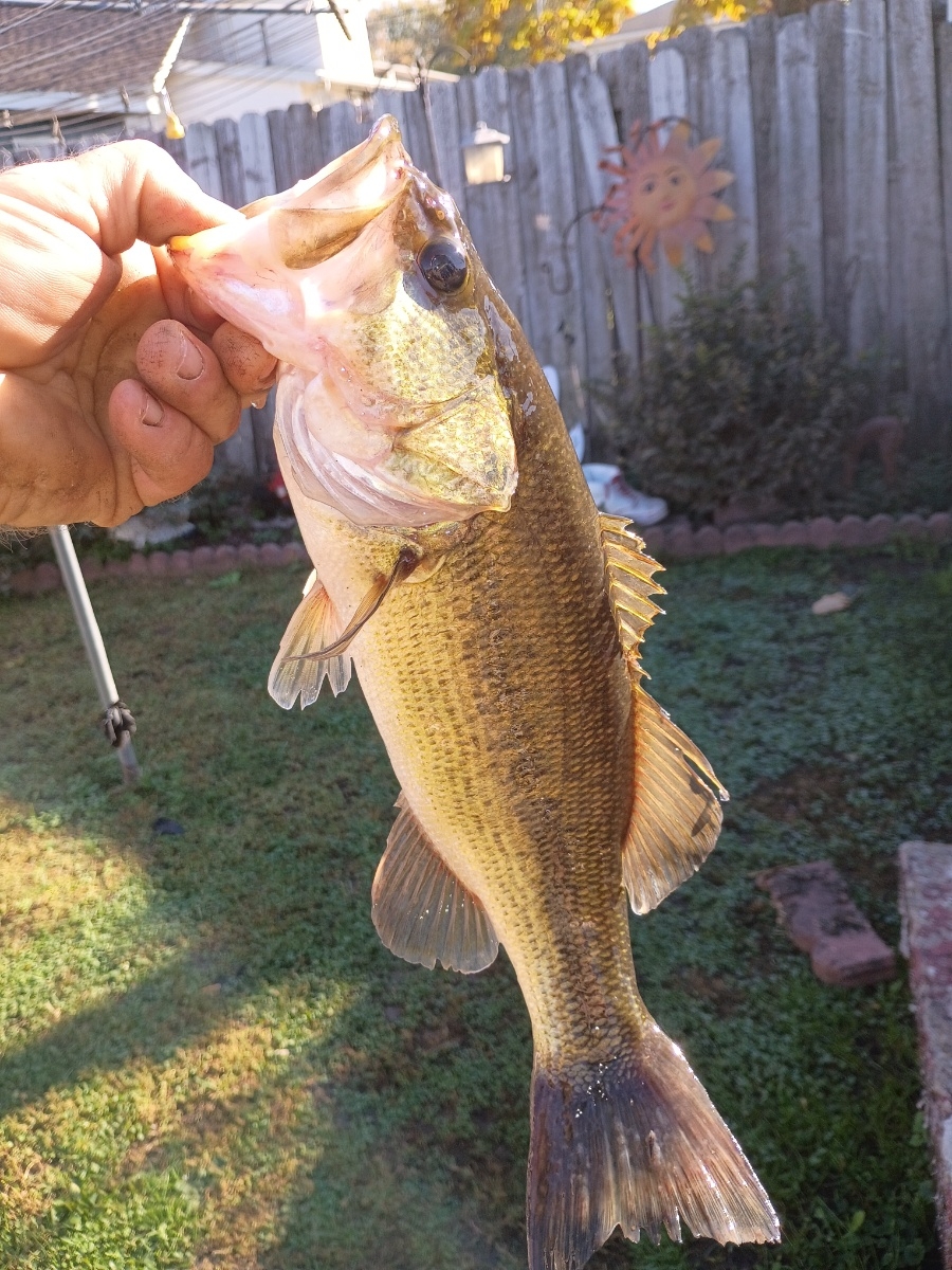 Lmb