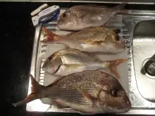 Bunch of good sized Snapper