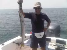 Barracuda