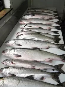 Oregon Fishing