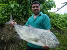 gaint trevally