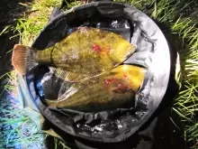 Flounder - taken in Manukau Harbour , NZ