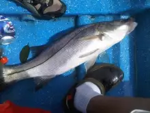 honduras fishing.