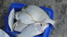 fish bait