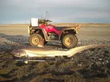 Thresher Shark Birdlings Flat