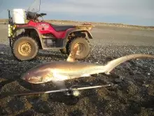 Thresher Shark Birdlings Flat