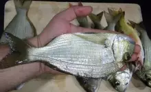 sea bream fish