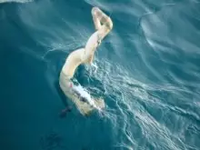 Beware of Sea Snake