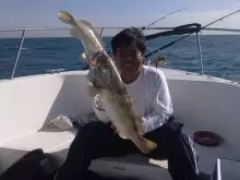 Hamour to Hamour Abu DHabi Deep!
